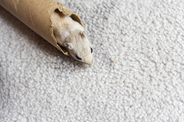 Pet gerbil playing with cardboard tube indoors