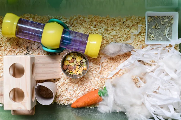 Pet gerbil playing with cardboard tube indoors