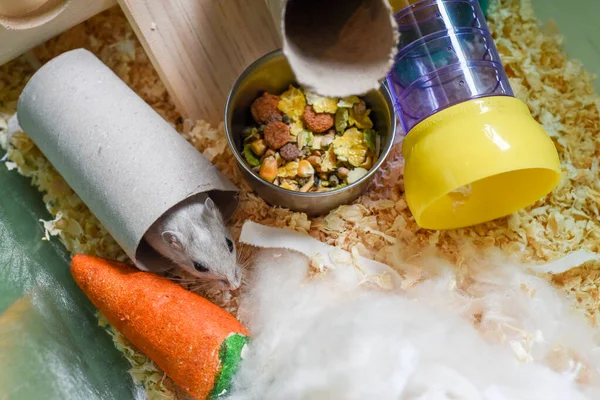 Pet gerbil playing with cardboard tube indoors