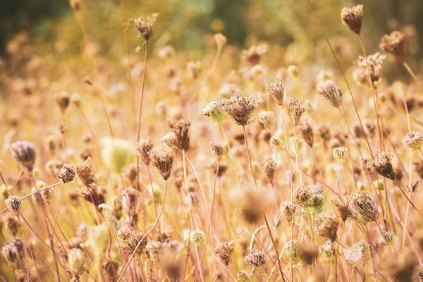 Paysage Naturel Prairie Automne Avec Des Tons Clairs Chauds Soir — Photo