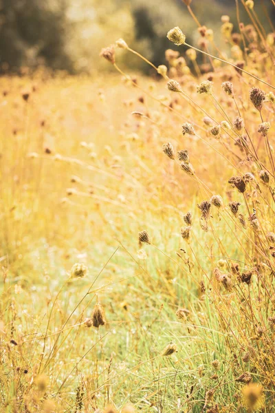 Paysage Naturel Prairie Automne Avec Des Tons Clairs Chauds Soir — Photo