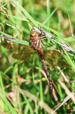 Bir örümcek yaklaşırken büyük bir yusufçuk dışarıda bir dala uzanır.