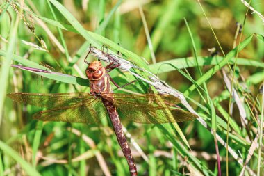 Bir örümcek yaklaşırken büyük bir yusufçuk dışarıda bir dala uzanır.