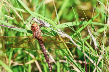Bir örümcek yaklaşırken büyük bir yusufçuk dışarıda bir dala uzanır.