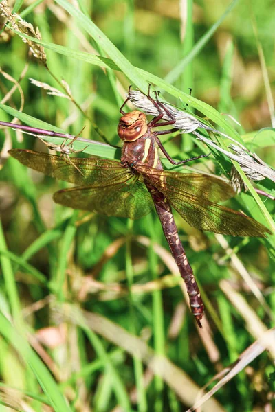 Bir örümcek yaklaşırken büyük bir yusufçuk dışarıda bir dala uzanır.