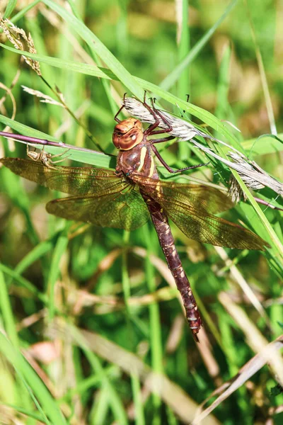 Bir örümcek yaklaşırken büyük bir yusufçuk dışarıda bir dala uzanır.