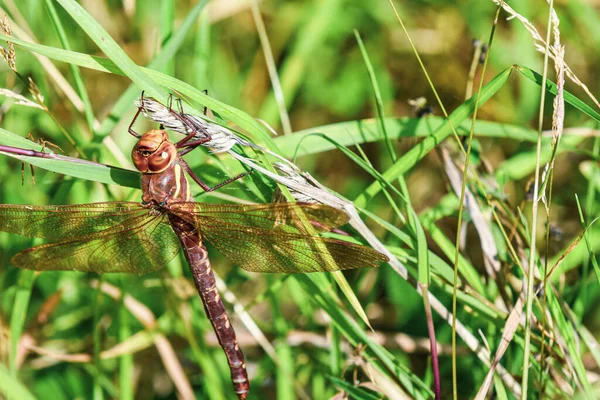 Bir örümcek yaklaşırken büyük bir yusufçuk dışarıda bir dala uzanır.