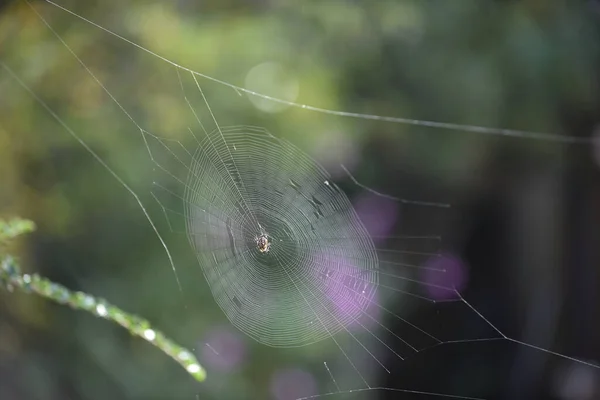 Ragno Una Ragnatela Pronto Catturare Insetti Con Dettaglio Ragnatela Luce — Foto Stock