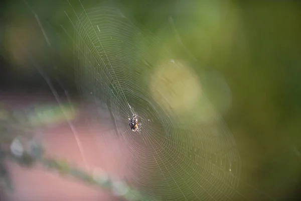 Pavouk Pavučině Připraven Chytit Hmyz Detailem Pavučiny Ranním Světle — Stock fotografie