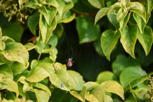 Ragno Una Ragnatela Pronto Catturare Insetti Con Dettaglio Ragnatela Luce — Foto Stock