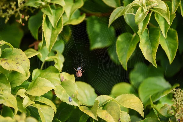 Ragno Una Ragnatela Pronto Catturare Insetti Con Dettaglio Ragnatela Luce — Foto Stock