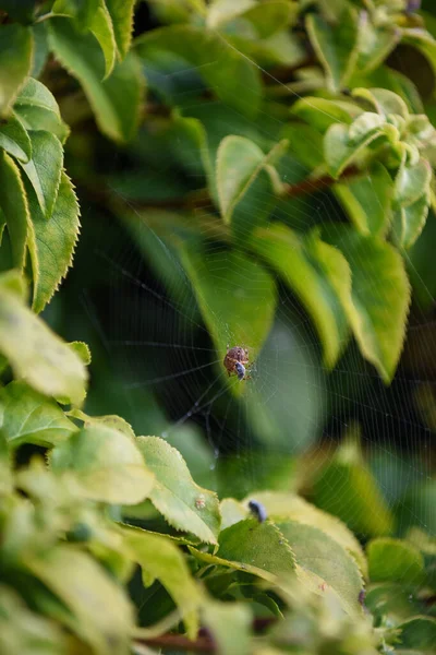 Ragno Una Ragnatela Pronto Catturare Insetti Con Dettaglio Ragnatela Luce — Foto Stock