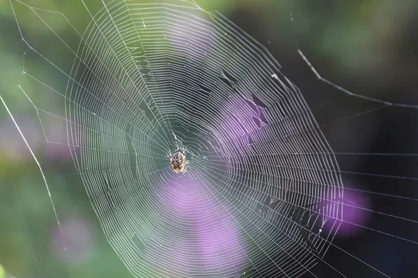 Павук Мережі Готовий Ловити Комах Деталями Павутини Ранковому Світлі — стокове фото