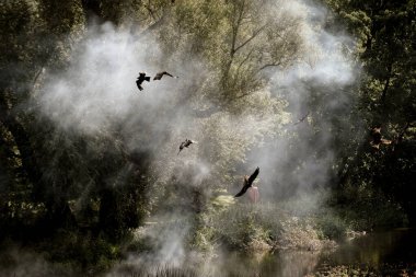 Bir şahin gösterisi sırasında yırtıcı kuşlar açık havada uçar.