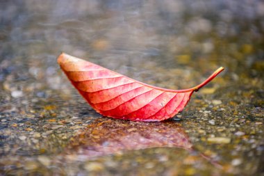 Yağmurlu bir günde, yağmurlu bir su birikintisinde sonbahar kırmızı yaprağı.