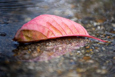 Yağmurlu bir günde, yağmurlu bir su birikintisinde sonbahar kırmızı yaprağı.