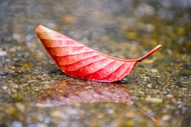 Yağmurlu bir günde, yağmurlu bir su birikintisinde sonbahar kırmızı yaprağı.