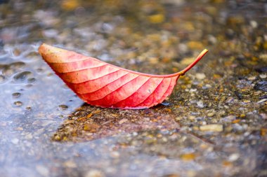Yağmurlu bir günde, yağmurlu bir su birikintisinde sonbahar kırmızı yaprağı.