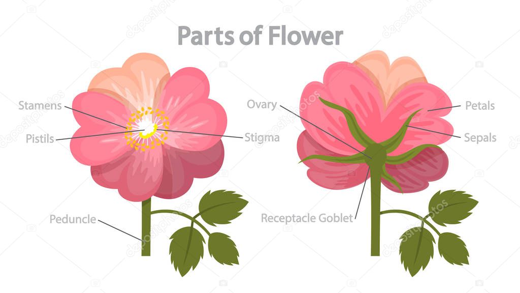 Flower Part Infographics Biology And Education Concept Flora Anatomy Stamen Petal And Stigma Isolated Flat Vector Illustration Premium Vector In Adobe Illustrator Ai Ai Format Encapsulated Postscript Eps Eps Format