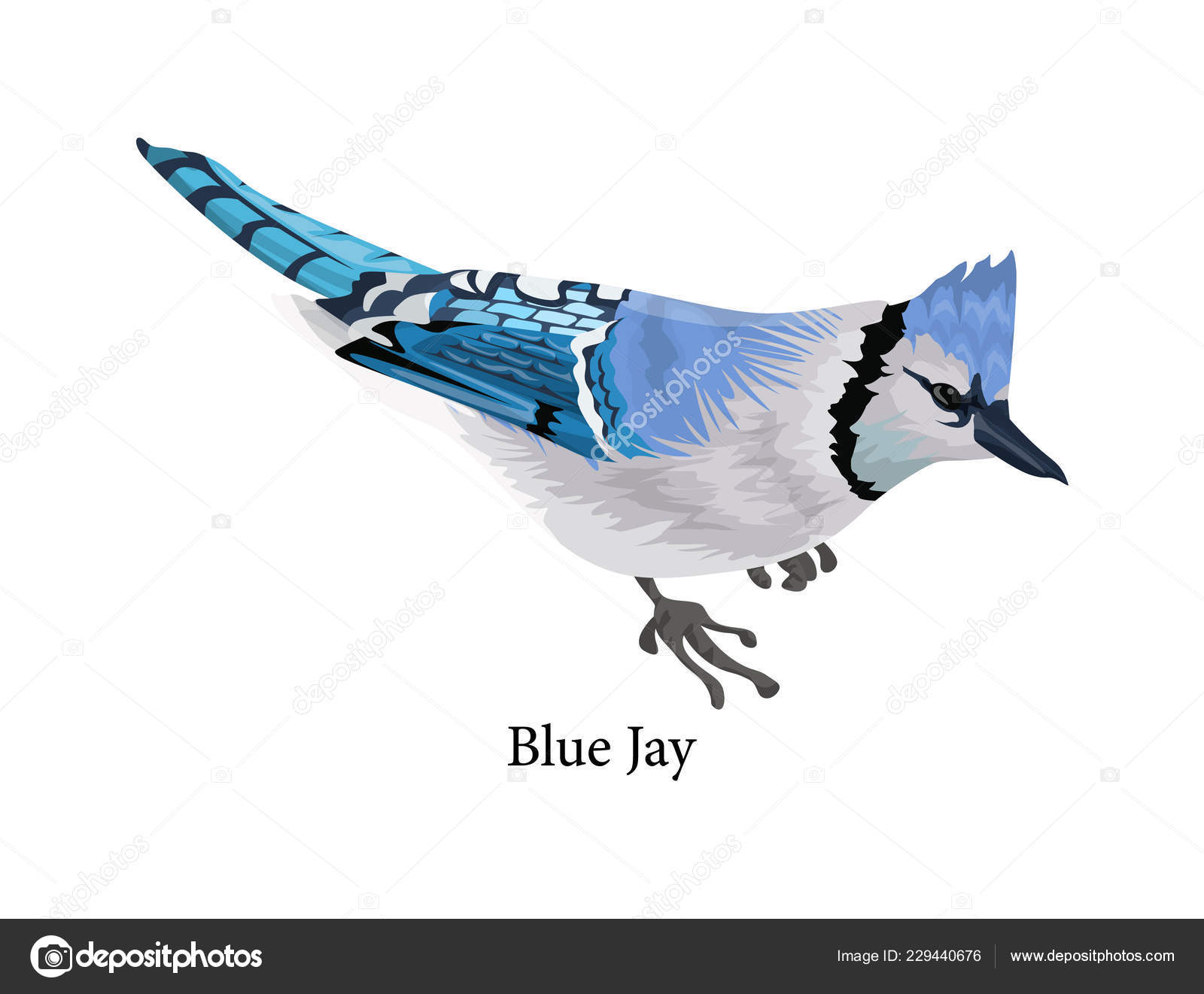 77 Bluejay Vector Images Bluejay Illustrations Depositphotos 77 Bluejay Vector Images Bluejay Illustrations Depositphotos