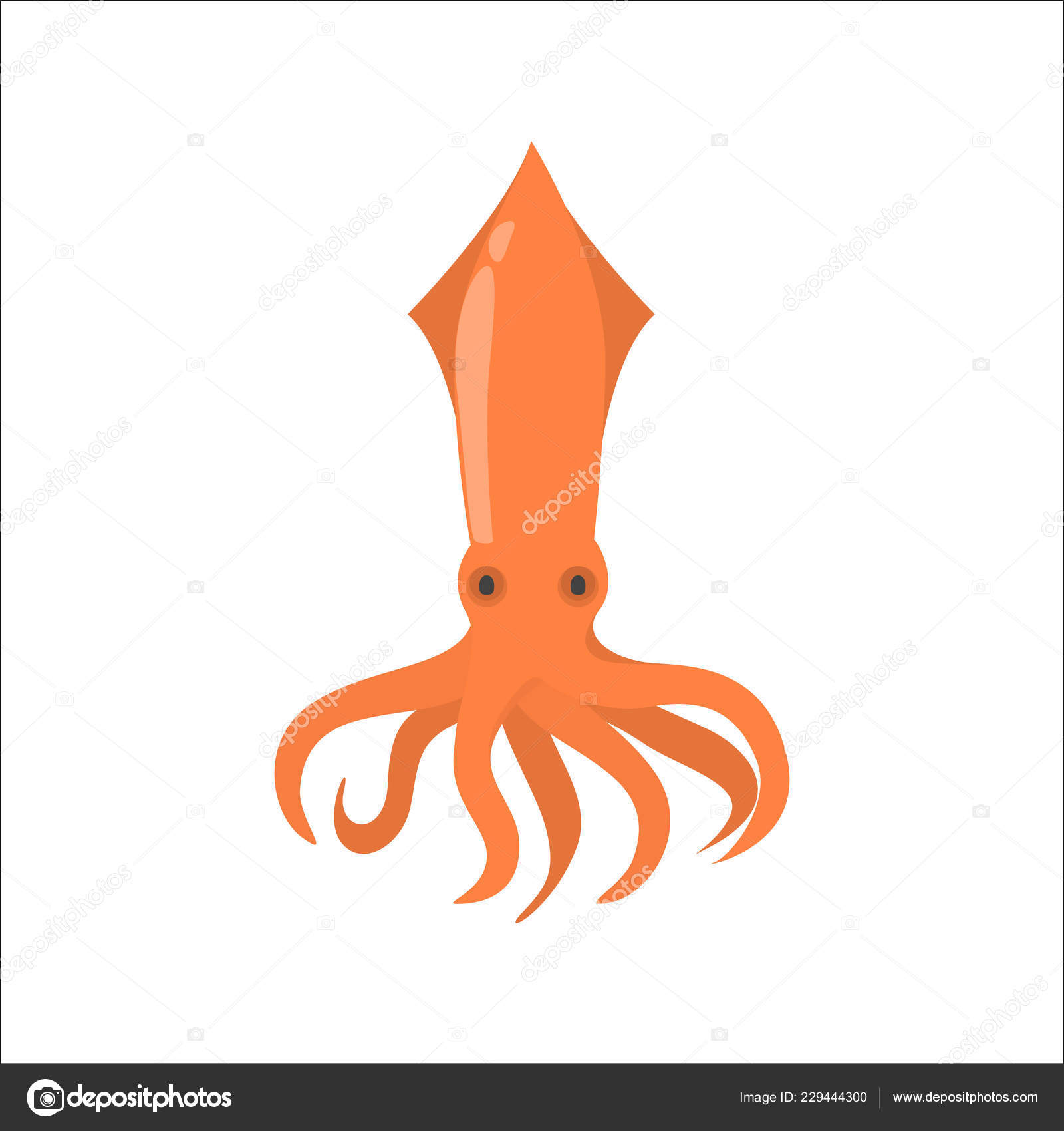 Squid Squid
