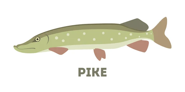Northern pike fish of a green color. — Stock Illustration Northern pike fish of a green color. Vector Graphics