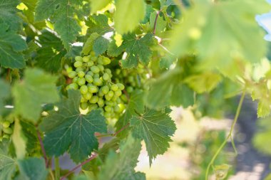 Bağ olgunlaşmamış üzüm ile