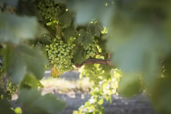 Viñedo con uvas inmaduras —  Fotos de Stock