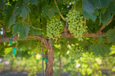 Bağ olgunlaşmamış üzüm ile