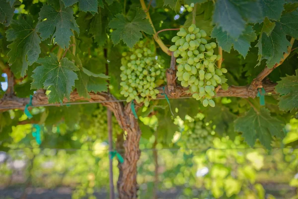 Bağ olgunlaşmamış üzüm ile