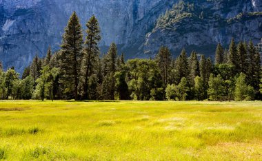 Çayır, Yosemite Milli Parkı California ABD