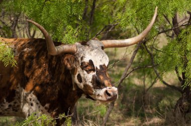 Longhorn sığır mesquite çalılık içinde