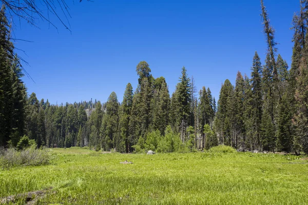 Meadow at Yosemite National Park California USA — Stock Photo, Image