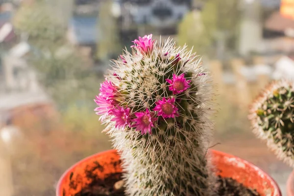 Home Cactus with; blooming flower, on windowsill, closeup; horizontal.