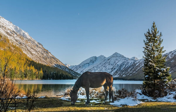 The landscape of beautiful mountain lake with the horse in the Altai mountains on background, in autumn, Siberia, Altai mountain Republic, Russia. — Stock Image Landscape Beautiful Mountain Lake Horse Altai Mountains Background Autumn Siberia Stock Image