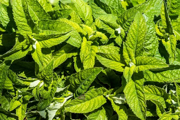 Mint fresh leaves natural background, outdoor.