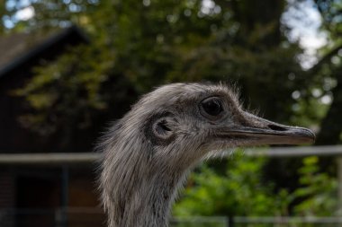 A close-up profile shot of a rhea's head and neck.