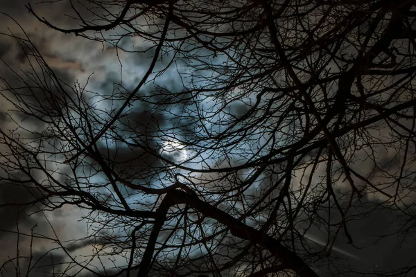 Το φεγγάρι στον συννεφιασμένο ουρανό, ορατό μέσα από τα κλαδιά του δέντρου — Φωτογραφία Αρχείου