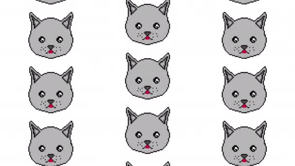 Le chat pixel se déplace avec ses yeux et montre la langue sur un fond blanc. Prêt à l'emploi dans n'importe quel projet . — Video