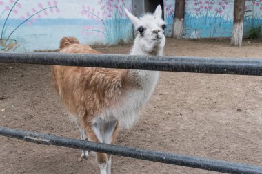 İlgili kişi bir hayvanat bahçesi yaz aylarında küçük bir lama