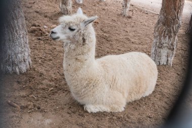 Yerde yatan küçük beyaz lama rahatlatır