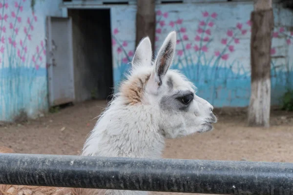 Portrait of a lama in a contact zoo in the summer — Stock Photo, Image