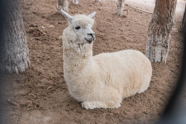 A small white lama relaxes lying on the ground — Stock Photo, Image