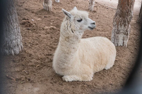 A small white lama relaxes lying on the ground — Stock Photo, Image