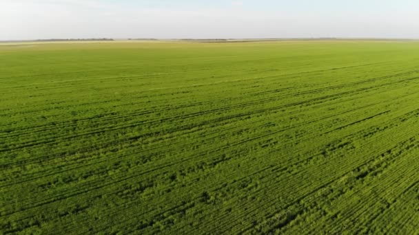 Caméra Vue Aérienne Des Champs Verts — Video