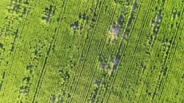 Yeşil mısır alanın üzerine uçan hava fotoğraf makinesi