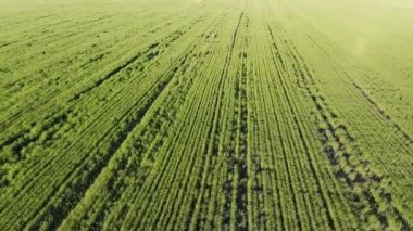 Alanların bir kuş bakışı görünüme hasat ile ekili. 4k