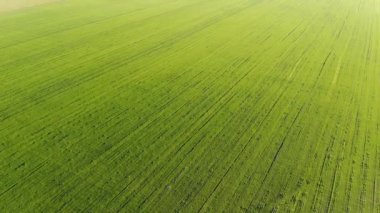 sonsuz bir yeşil alan üzerinde 4 k. A uçuş. Hava fotoğrafçılığı