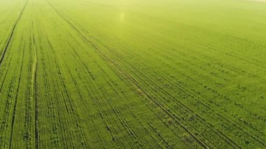 sonsuz bir yeşil alan üzerinde 4 k. A uçuş. Hava fotoğrafçılığı