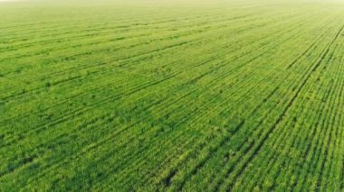 Alanların bir kuş bakışı görünüme hasat ile ekili. Helikopter havadan çekim